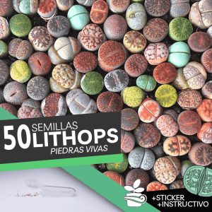 50 Semillas De Lithops Planta Piedra