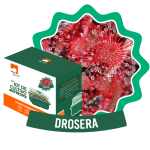Kit Droseras