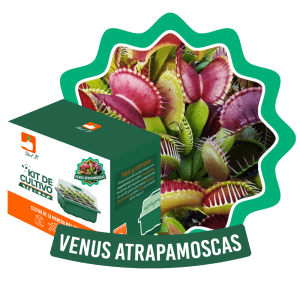 Kit Vnus Atrapamoscas