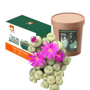 Kit Conophytum