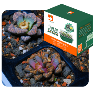 Kit Titanopsis