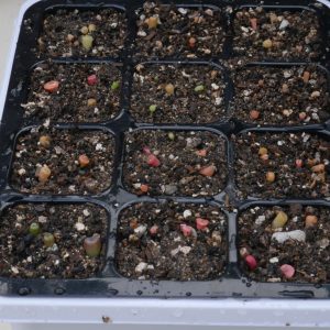 50 Semillas Lithops + Sustrato Volcánico + Mini Invernadero