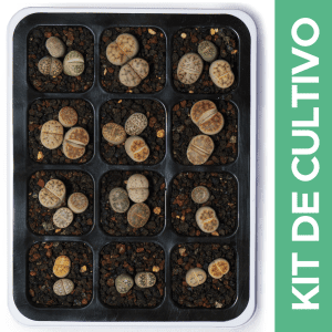 50 Semillas Lithops + Sustrato Volcánico + Mini Invernadero