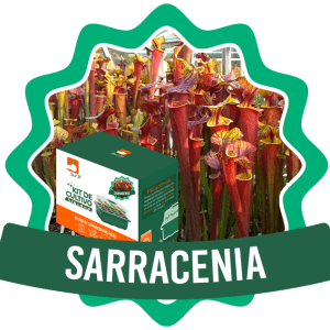 Kit Sarracenias