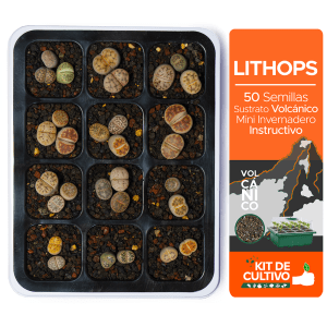 Kit Lithops