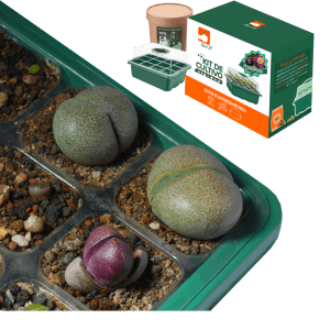 Kit Pleiospilos