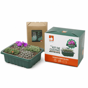 Kit Conophytum