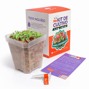 Mini Kit Venus Atrapamoscas