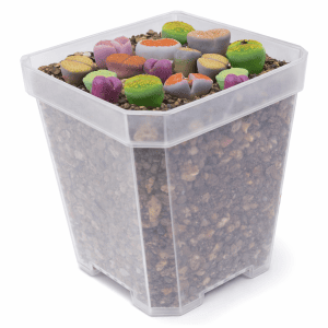 5 Lithops Adultos En Macetero