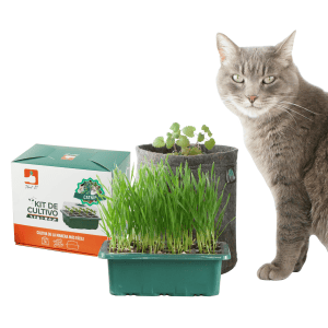 Kit Cultivo Catnip + Hierba Gatera