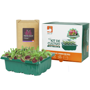 Kit Venus Atrapamoscas