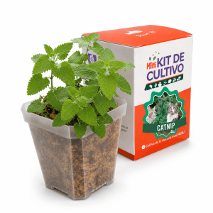 Mini Kit Catnip