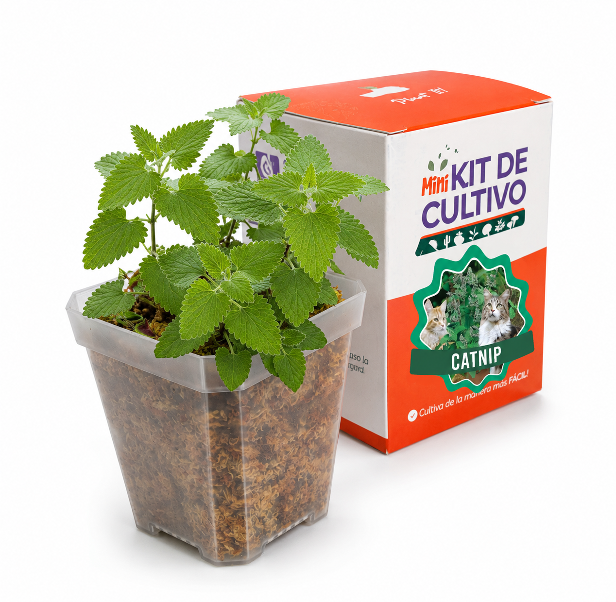 Mini Kit Catnip