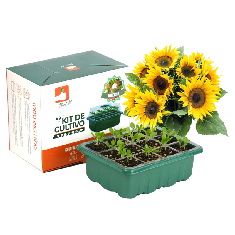 Kit Girasol