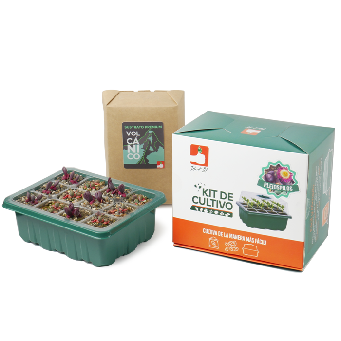 Kit Pleiospilos