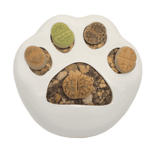 Lithops en Patita